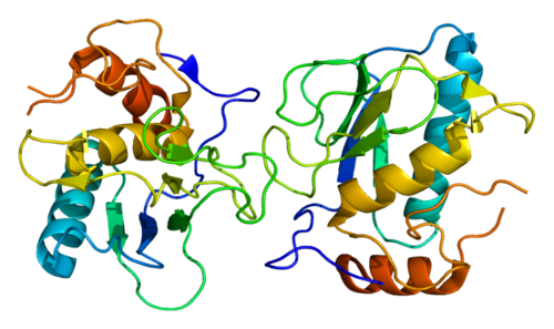 Matrix metallopeptidase 13